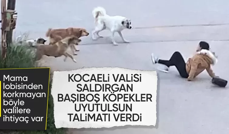 Kocaeli Valiliği sokak hayvanları için belediyelere yazı gönderdi