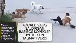 Kocaeli Valiliği sokak hayvanları için belediyelere yazı gönderdi