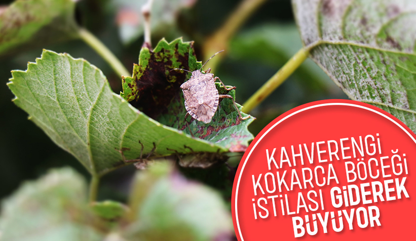 Kokarca böceği istilası o ilçeyi sardı