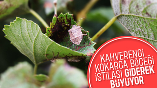 Kokarca böceği istilası o ilçeyi sardı