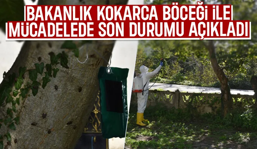 Kokarcayı bitirecek mücadele; 1 milyondan fazlası salındı