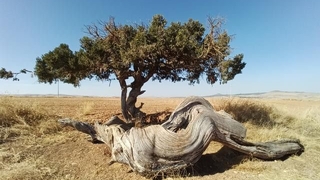 Kökü gövdesi kadar kalın asırlık ardıç ağacı