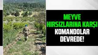 Komandolar meyveleri korumak için bahçelerde