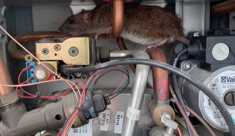 Kombiden çıkan şok etti!