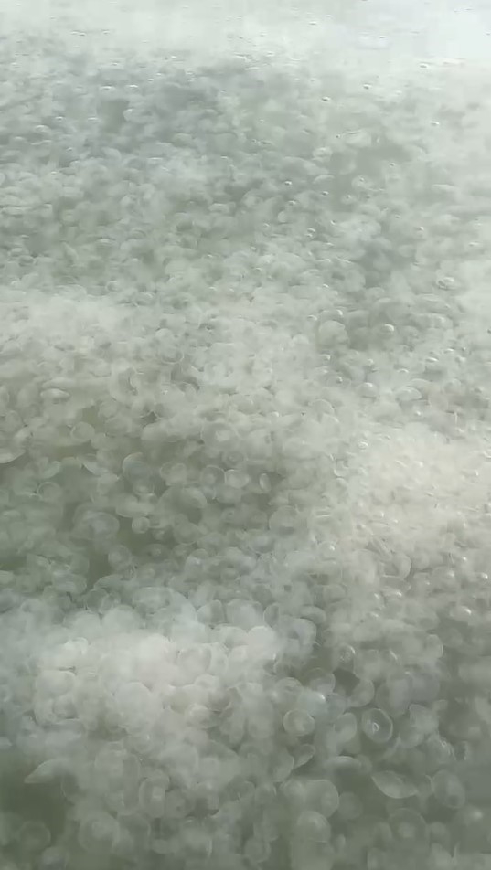 Komşuda denizanası istilası