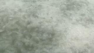 Komşuda denizanası istilası