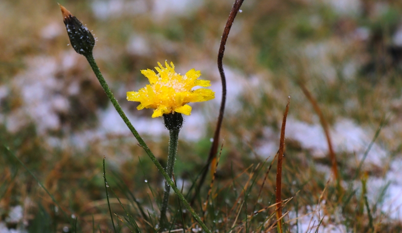 Komşuda ilk kar yağdı