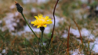 Komşuda ilk kar yağdı
