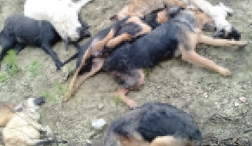 Komşuda köpek katliamı