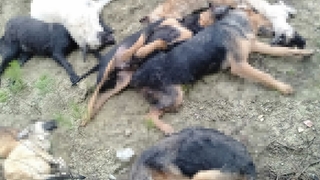 Komşuda köpek katliamı