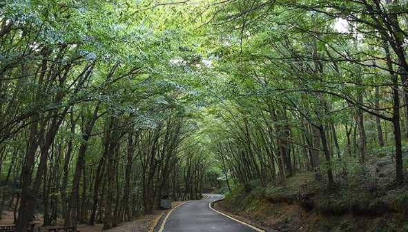 Komşuda ormanlık alanlara girişler yasaklandı