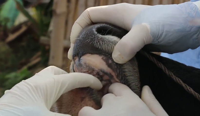 Komşuda şap hastalığı şüphesi