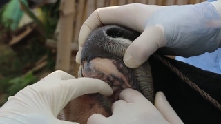 Komşuda şap hastalığı şüphesi