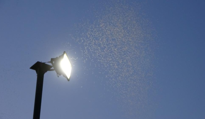 Komşuda sivrisinek istilası