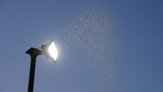 Komşuda sivrisinek istilası