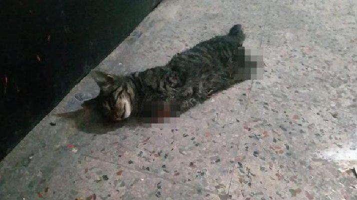 Komşuda vahşet: 4 bacağı kesilmiş halde bulundu