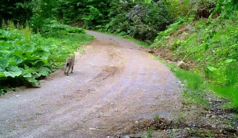 Komşuda vaşak görüntülendi