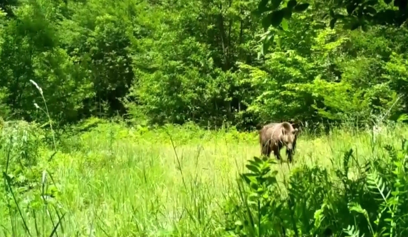 Komşuda yaban hayatı foto kapanlara takıldı