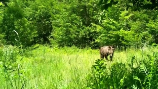 Komşuda yaban hayatı foto kapanlara takıldı
