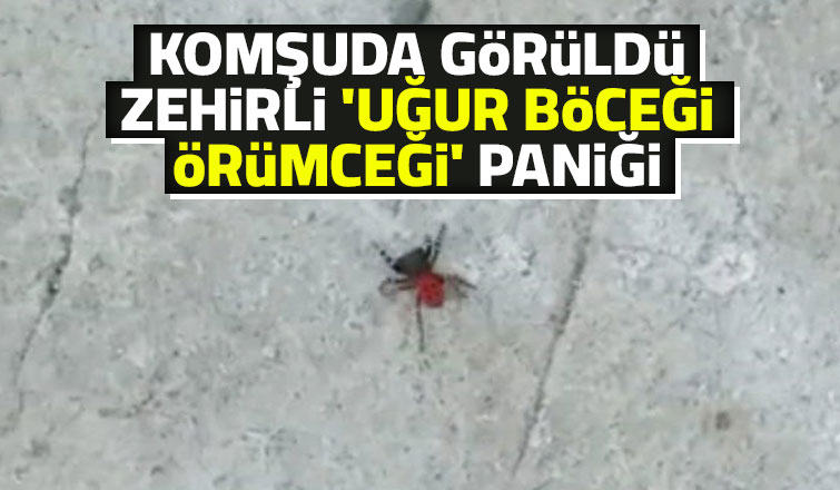 Komşuda zehirli örümcek görüldü