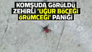 Komşuda zehirli örümcek görüldü