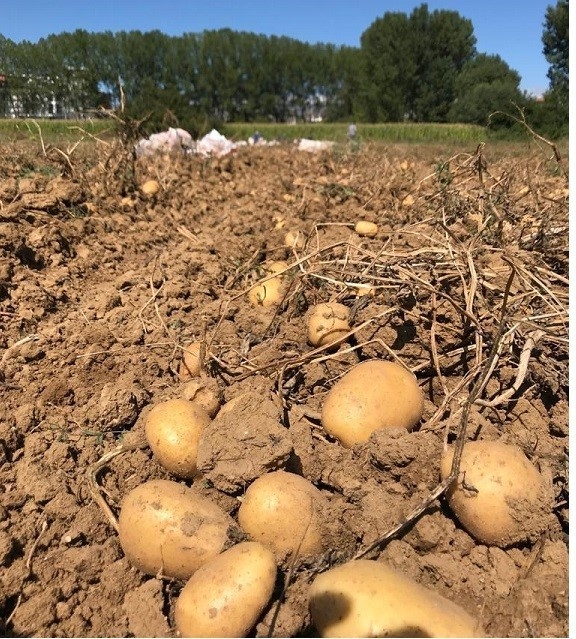 Konfeksiyonda etek, gıdada patates zirveyi gördü