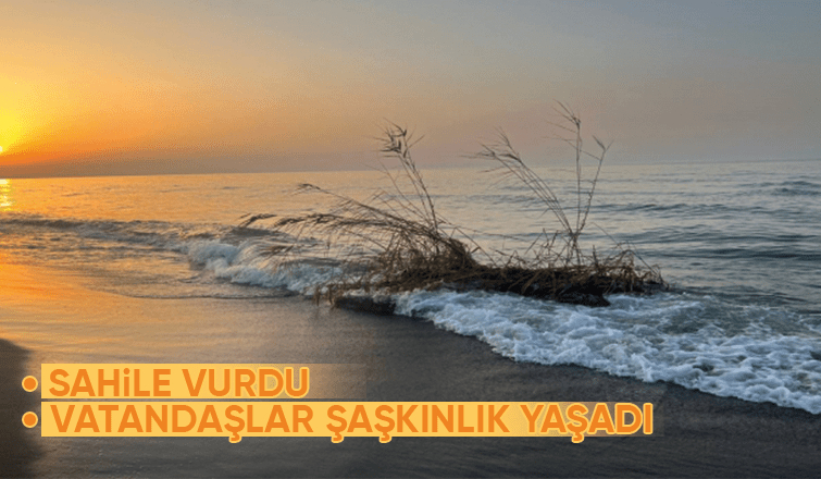 Kopan sazlık parçası, Kocaali sahiline ulaştı