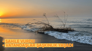 Kopan sazlık parçası, Kocaali sahiline ulaştı