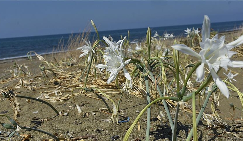 Koparana 73 bin lira ceza var!