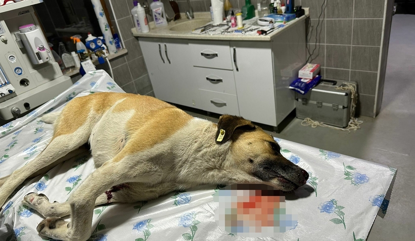 Köpeğe çarpıp kaçan sürücüye 7 bin 216 TL para cezası