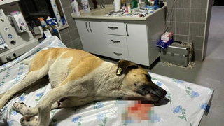 Köpeğe çarpıp kaçan sürücüye 7 bin 216 TL para cezası