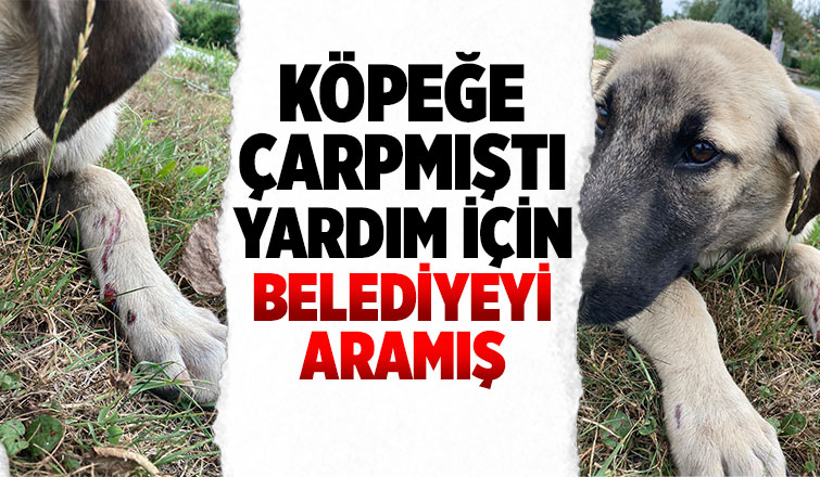 Köpeğe çarpıp yoluna devam etmişti, yardım için belediyeyi aramış