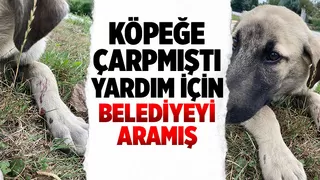 Köpeğe çarpıp yoluna devam etmişti, yardım için belediyeyi aramış