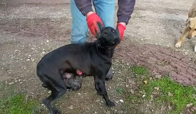 Köpeğe tecavüz iddiası