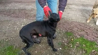 Köpeğe tecavüz iddiası
