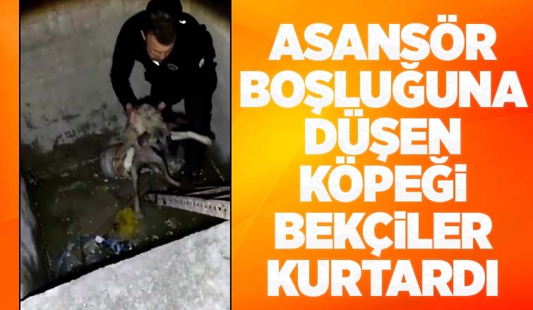 Köpeği bekçiler kurtardı