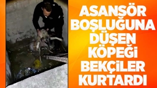 Köpeği bekçiler kurtardı