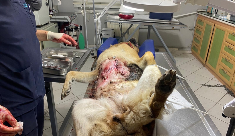 Köpeğin karnından 2 kilogram tümör çıkarıldı