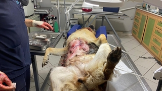 Köpeğin karnından 2 kilogram tümör çıkarıldı