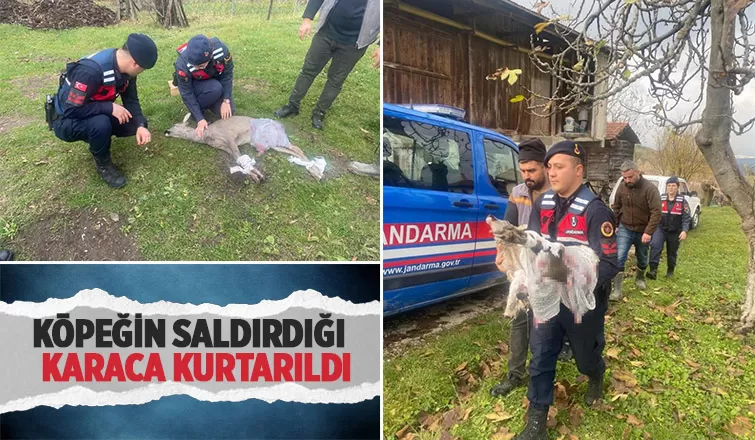 Köpeğin saldırısına uğrayan karaca tedavi altına alındı