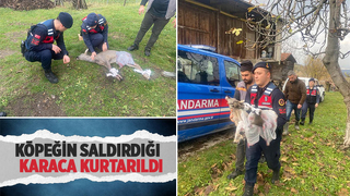Köpeğin saldırısına uğrayan karaca tedavi altına alındı