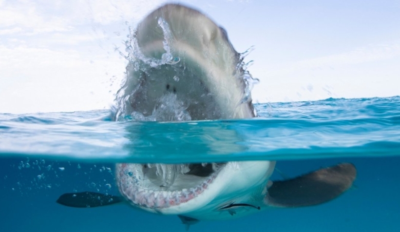 Köpek balığı saldırısına uğrayan kadın öldü, kıyı şeridi kapatıldı