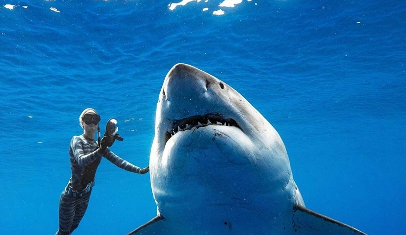 Köpek balıklarındaki proteinler, doğal Covid öldürücü