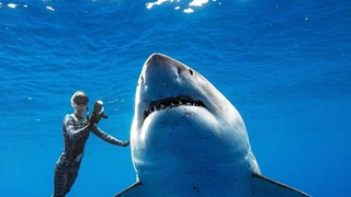 Köpek balıklarındaki proteinler, doğal Covid öldürücü