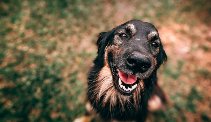 Köpek dışkısı doğaya endüstriyel kirlilik kadar zarar veriyor