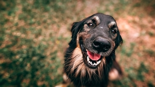 Köpek dışkısı doğaya endüstriyel kirlilik kadar zarar veriyor