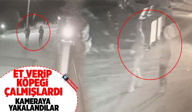 Köpek hırsızları kamerada