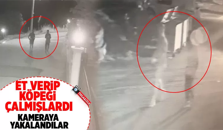 Köpek hırsızları kamerada