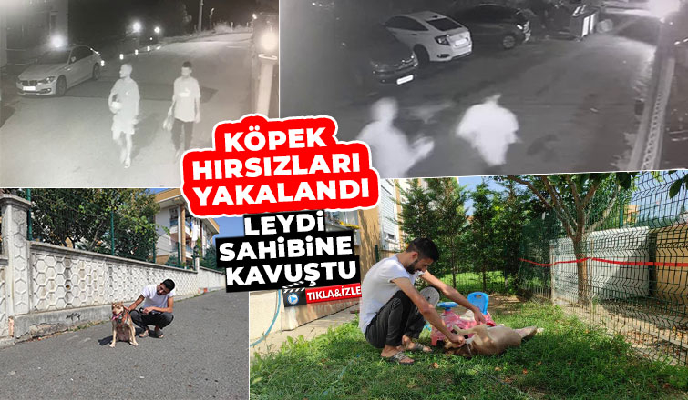 Köpek hırsızlarını kamera görüntüsü yakalattı