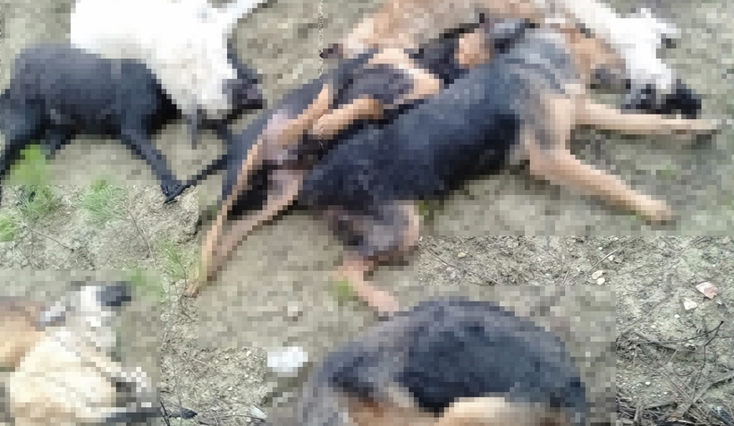 Köpek katliamı: 3 kişinin iş akdi sonlandırıldı, müdür açığa alındı